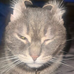 Meet your Posher, Mixie